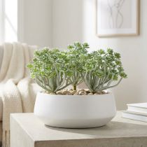 Článok Sukulentná Echeveria 17cm šedá 3 ks