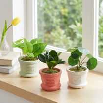 Článok Umelé zelené rastliny mini rastlinky v kvetináči 15cm 3ks