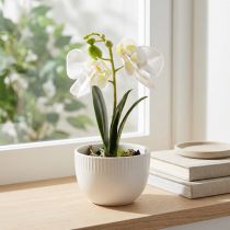 Článok Mini orchidey umelé biele orchidey v kvetináči 15cm