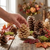 Článok Šišky Pinus Šišky krémové miešané 5-18cm 25 ks