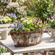 Článok Miska na rastliny oválna jardiniere z brezovej kôry viniča 36x13x12cm