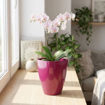 Článok Kvetináč na orchideu lesklý Ø12,5cm čerešňa 1 ks