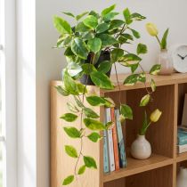 Článok Filodendron Scindapsus s črepníkom, nenáročný na údržbu - ideálny do kancelárie a domácnosti 32cm