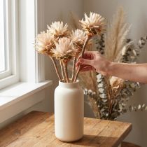 Článok Leucospermum Plumosum Silver Tree Blossoms Light 25 ks