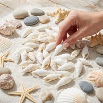 Článok Deco slimáky biele, morský slimák prírodná dekorácia 2-5cm 1kg