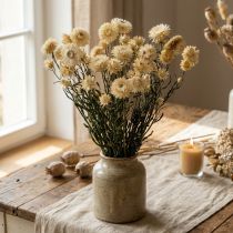 Článok Suchá dekorácia slamený kvet krém helichrysum sušený 50cm 30g