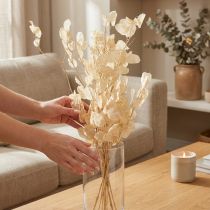 Článok Sušené strieborné lístky Lunaria Champagne 65-70cm 20g