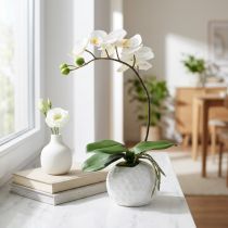 Článok Krém Phalaenopsis v keramickom hrnci 33cm