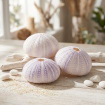 Článok Puzdro z morského ježka v bielo-fialovej farbe Ø4-6cm 12 ks