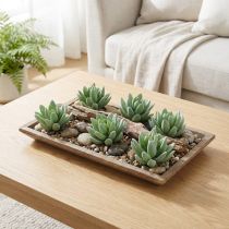Článok Echeveria sukulentná Ø6,5cm L11cm 6 ks