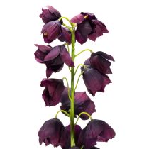 položky Živá replika Fritilárie pre elegantné aranžmány a kytice 78 cm
