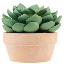 Sukulentná rastlina v kvetináči Echeveria umelá zelená Ø15cm