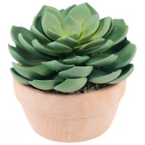 položky Sukulentná rastlina v kvetináči Echeveria umelá zelená Ø15cm