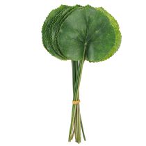 položky Listy Galax Urceolata Umelá zelená Ø10cm L23cm 12 ks