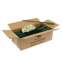 položky Aranžérske trubice 30cm x 1,5cm 100 kusov