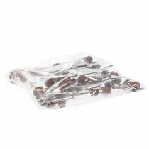 položky Sušené kvety Glabrum Leucospermum 25-40cm 25 ks