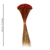 položky Kytica sušených kvetov, pôvabný doplnok do váz alebo aranžmánov, 44 cm