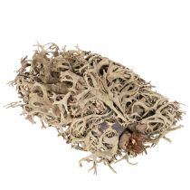 Článok Dekoratívny mach, sivý mach na remeslá, 500g