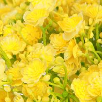 položky Gypsophila paniculate sadrovca bylina žlté kvety L46cm 4 ks