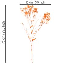 položky Kytica sušených kvetov Gypsophila s dychom pre bábätká 75 cm 100 g