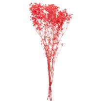 položky Sušený zväzok gypsofily (baby's breath) 75 cm 100 g