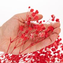 položky Sušený zväzok gypsofily (baby's breath) 75 cm 100 g