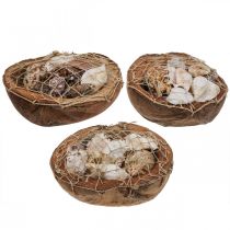položky Polovica škrupín kokosových orechov deko ulity slimákov deko 18–19cm 3ks