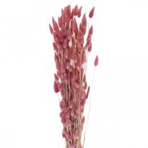 položky Králičí chvost tráva Lagurus sušená svetloružová 60cm 50g