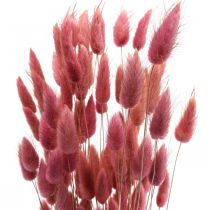 položky Králičí chvost tráva Lagurus sušená svetloružová 60cm 50g