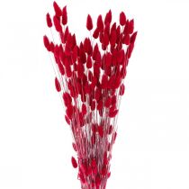 položky Králičí chvost tráva Lagurus sušená červená 60cm 50g