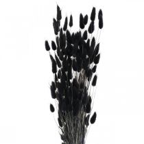 položky Králičí chvost tráva Lagurus sušená čierna 60cm 50g
