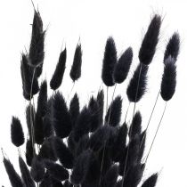 položky Králičí chvost tráva Lagurus sušená čierna 60cm 50g