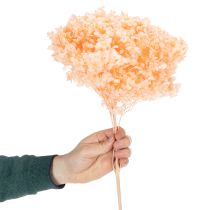 položky Kytica sušených kvetov hortenzie pre elegantnú kvetinovú výzdobu doma, 65 cm