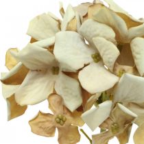 položky Hortenzia umelý kvet hnedý, biela jesenná dekorácia hodvábny kvet V32cm
