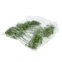 položky Púčik hortenzie 22cm zelený 12 ks