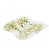 položky Hydrangea bud pick 22cm cream 12ks