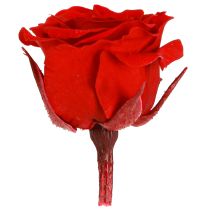 položky Infinity Roses Real Flowers Mini ružové hlávky červené Ø3cm 16 ks