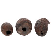 položky Kakaové plody, prírodné, 10-18 cm, 15 kusov