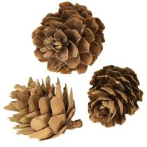 Článok Dekorácia z prírodných šišiek v sieťke 2,5-3,5 cm 300 g