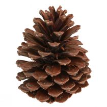 položky Šišky Pinus Maritima dekorácia z morských šišiek 12-13cm 3 ks