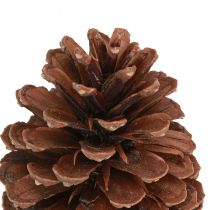položky Šišky Pinus Maritima dekorácia z morských šišiek 12-13cm 3 ks