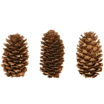 položky Malé ozdobné prírodné šišky z jedlej hlúby Advent 3-4cm 100g
