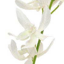 položky Umelá orchidea vetvička krémové biele kvety L90cm 2ks