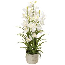 položky Umelé orchidey v kvetináči s bielymi kvetmi V80cm
