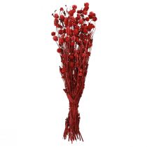 položky Glóbus amarant Gomphrena Globosa v tmavo červenej farbe L45cm 100g
