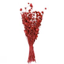položky Amarant guľatý (Gomphrena globosa), červený, suchý, 45 cm, 100 g