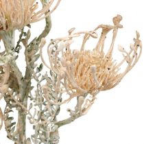 položky Umelé kvety, Ihelníkový kvet, Leucospermum, Proteaceae prané biele L58cm 3ks