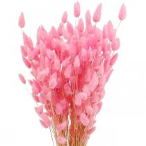 položky Lagurus Sušený králičí chvostík ružový 65-70cm 100g