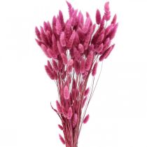 položky Lagurus Sušený králičí chvost tráva fialová 65-70cm 100g