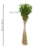 položky Sušený Lagurus (zajačí chvost) 65-70 cm 75 g